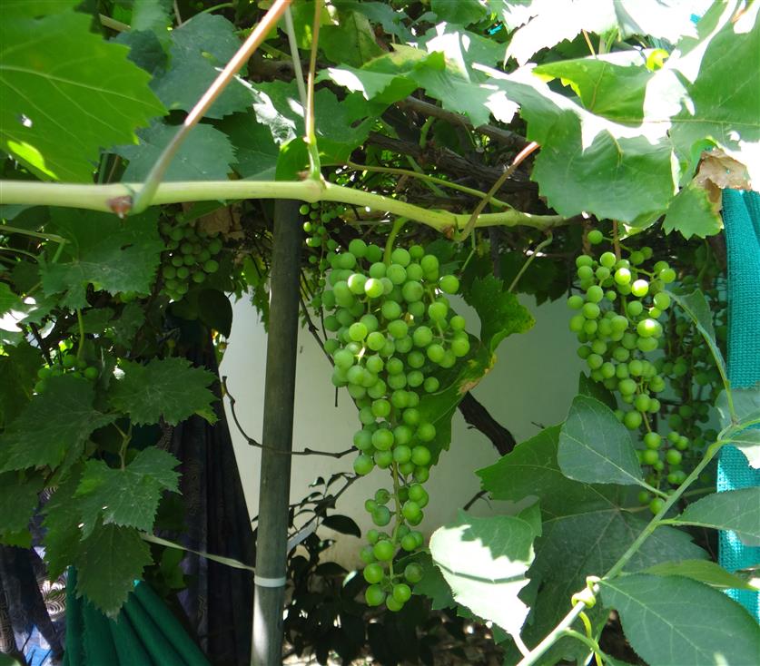 Vitis vinifera